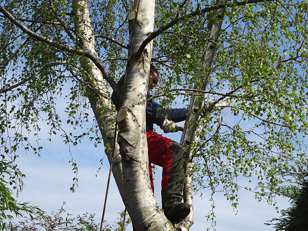 Normandy, MO Tree Removal Services Company